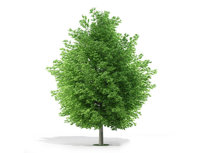 c4d模型 阔叶树木植物模型 c4d model broadleaf tree plant model