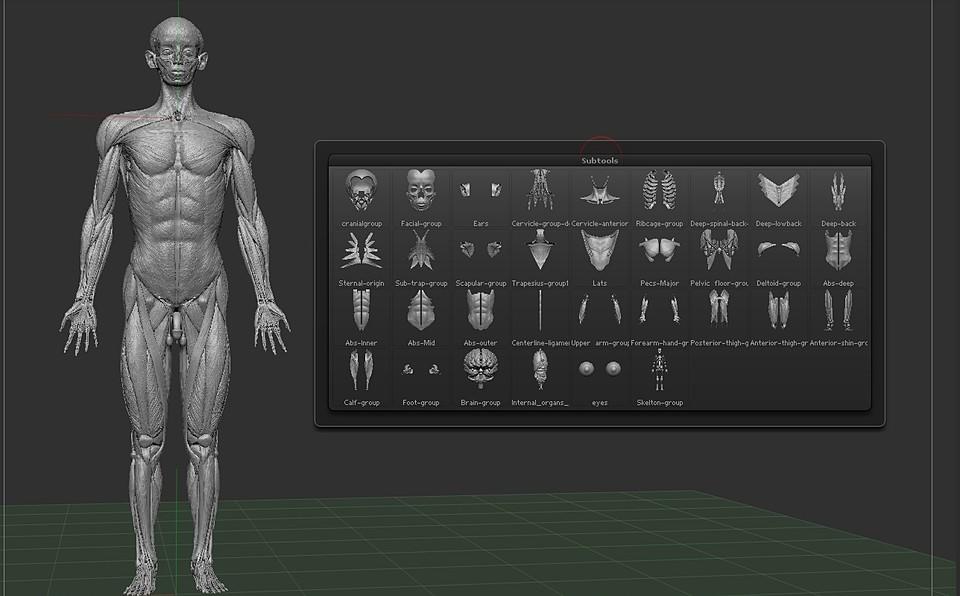 3d人体解剖模型扫描3d human anatomy model (scanned) for cinema 4d