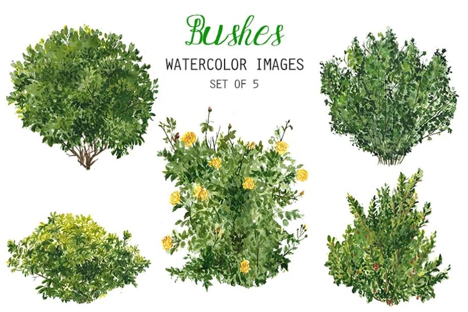 watercolor bushes clipart 水彩灌木剪贴画