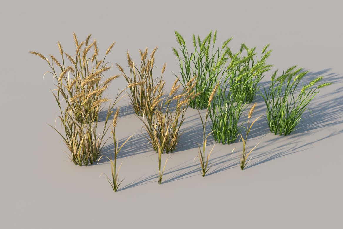 庄稼/农作物模型:小麦 麦苗 麦子c4d模型 wheat 3d model