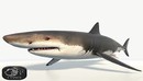 大白鲨3D模型Great White Shark 3D Model-缩略图