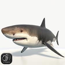大白鲨3D模型Great White Shark 3D Model