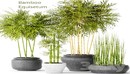 Bamboo and Equisetum竹子木贼盆栽-缩略图