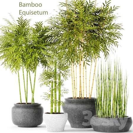 Bamboo and Equisetum竹子木贼盆栽