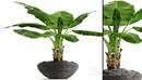 Banana palm in the pot 2 香蕉棕榈树盆栽模型-缩略图