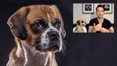 Pet Photography MasterClass – Learn How to Take Amazing Photos of your Dog o...-缩略图