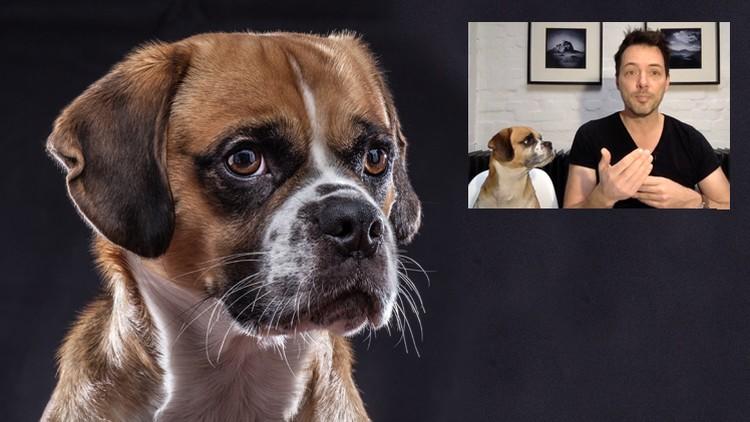 Pet Photography MasterClass – Learn How to Take Amazing Photos of your Dog o...