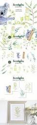 CM - Watercolor Eucalyptus Koala Clip Art 1664695
