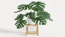 Monstera Plant 3d Model-缩略图