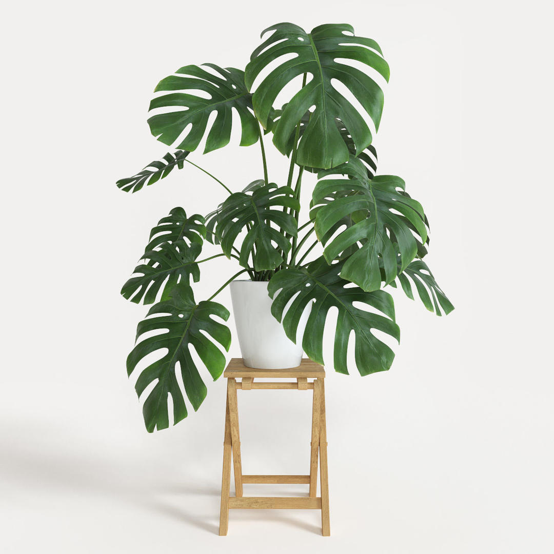 Monstera Plant 3d Model