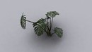 热带植物龟竹背3d模型Monstera Tropical Plant 3d Model-缩略图