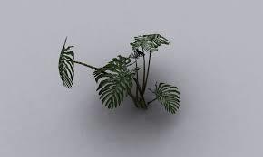 热带植物龟竹背3d模型Monstera Tropical Plant 3d Model