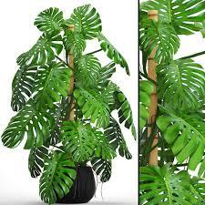 Monstera 4 3d Model
