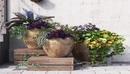 Summer in pots 3d Models MAX | OBj | TEXTURES  Meet summer in pots! Pots suff...-缩略图