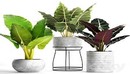 Collection of plants in pots 33 3d Model-缩略图