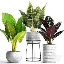 Collection of plants in pots 33 3d Model