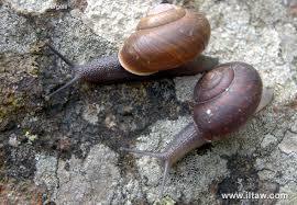 蜗牛snail