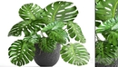 龟竹背盆栽模型Monstera -缩略图