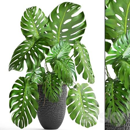 龟竹背盆栽模型Monstera 