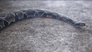蛇爬行动画渲染C4D教程(含工程) Cinema 4D + Octane – Creating a Realistic Snake Tutorial -缩略图