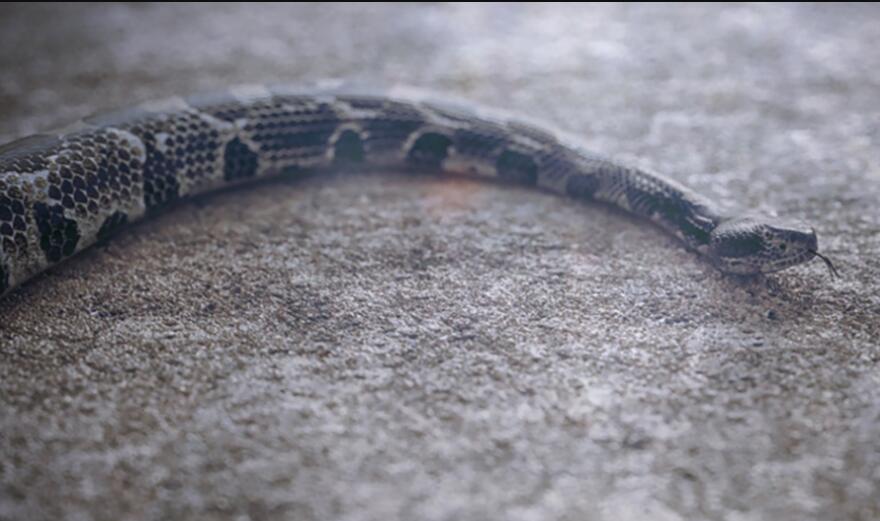 蛇爬行动画渲染C4D教程(含工程) Cinema 4D + Octane – Creating a Realistic Snake Tutorial 
