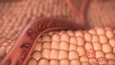 红细胞血管流动C4D教程 Skillshare – Animating Blood Flow in a Vessel with C4D-缩略图