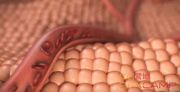 红细胞血管流动C4D教程 Skillshare – Animating Blood Flow in a Vessel with C4D