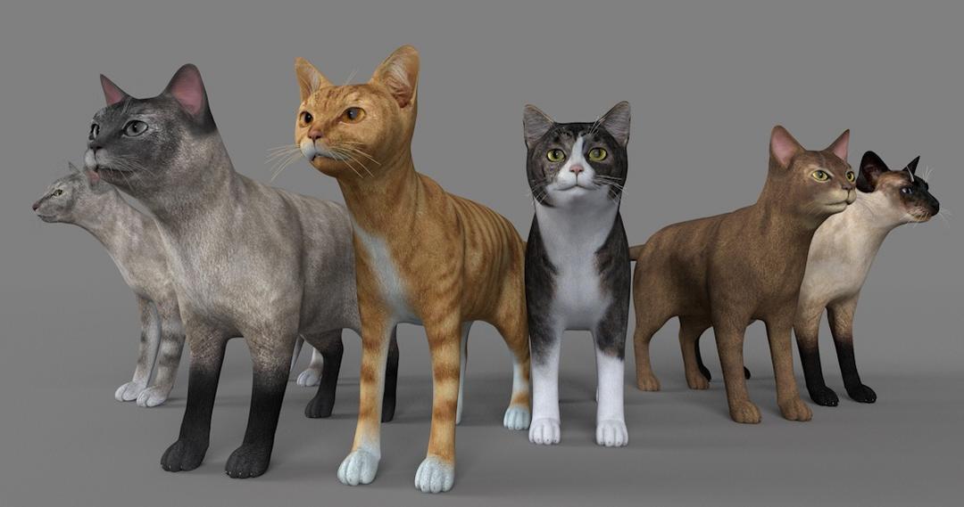 11只名贵宠物猫C4D模型合集 Pet cat 3d model