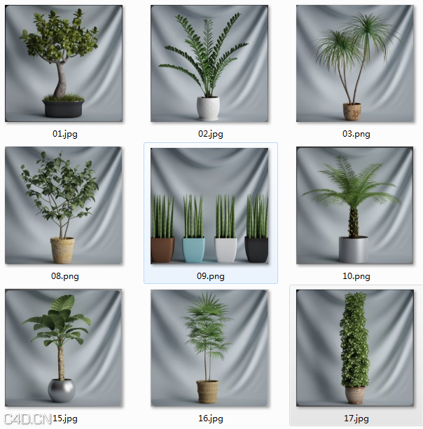 设计星素材分享平台套c4d植物盆栽模型plantscollectionc4d