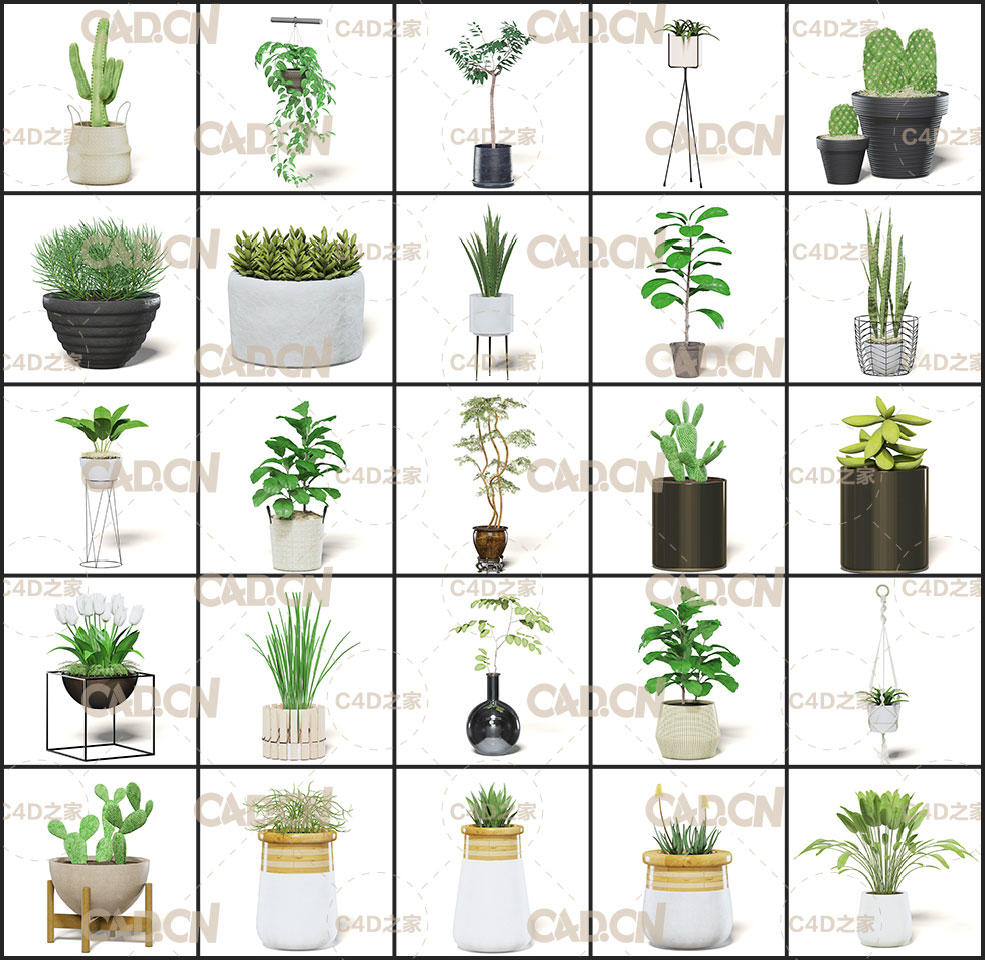 设计星素材分享平台30个室内盆栽植物c4d模型合集interior Plants 3d Models Collection 3d模型 C4d之家