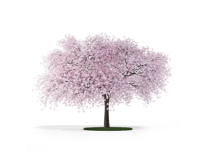 C4D模型 桃花桃树植物模型 C4D model peach peach plant model