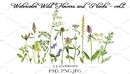 CM - Watercolor Flowers and Plants vol.2 2233223水彩花卉植物素材-缩略图