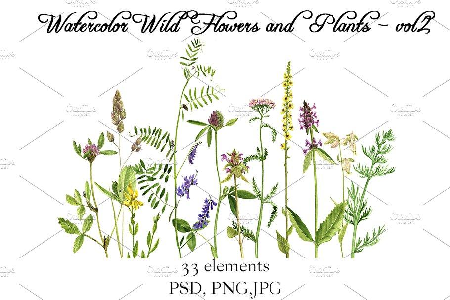 CM - Watercolor Flowers and Plants vol.2 2233223水彩花卉植物素材