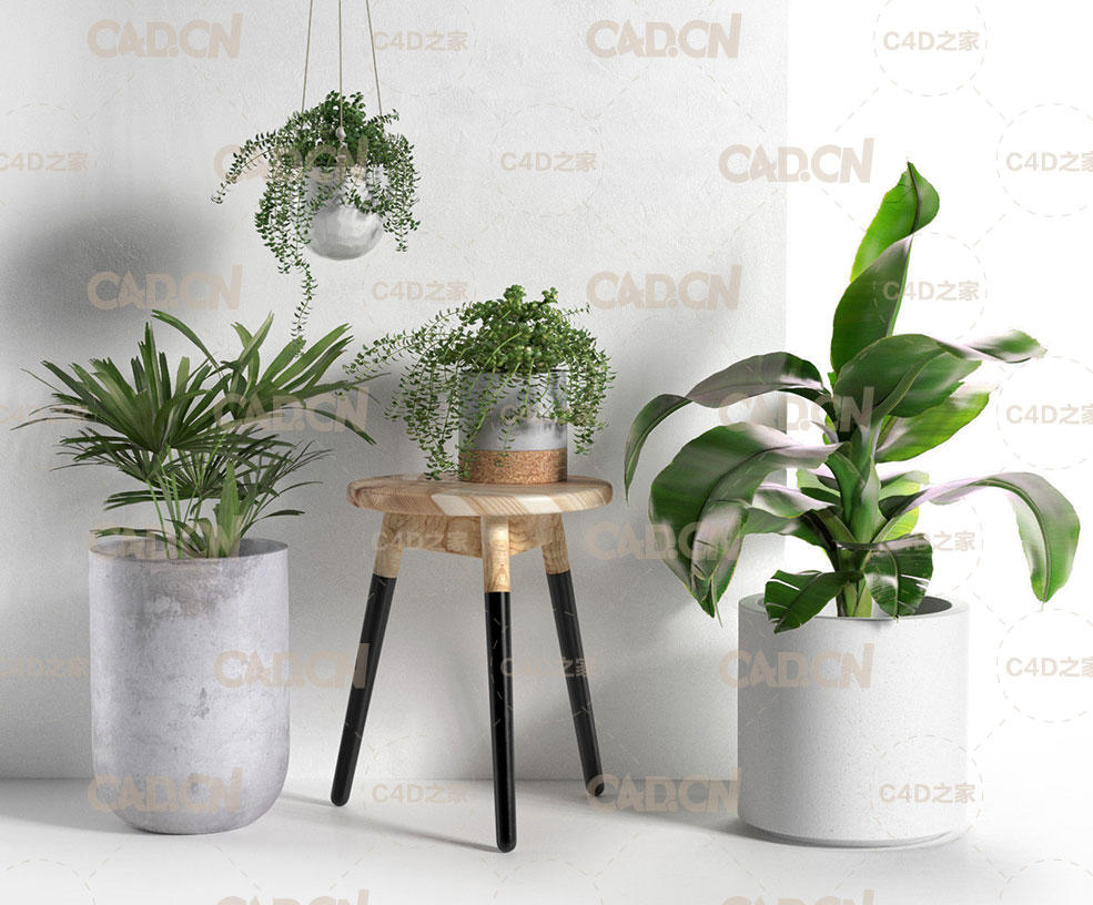 景观植物盆景C4D模型 CGTrader – Stool and Pots with Plants 3D model 