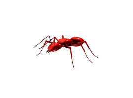 红蚁Red Ant 3d model