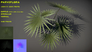 6个热带植物3d模型素材包Free tropical plant pack-缩略图