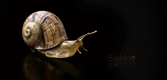 昆虫模型：蜗牛3D模型 Snail Model（C4D格式带贴图）