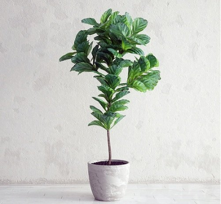 Ficus Lyrata - Interior Plant 小榕树- 室内植物