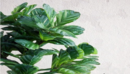 Ficus Lyrata - Interior Plant 小榕树- 室内植物-缩略图