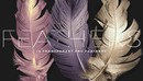 Transparent PNG Feathers Pack-缩略图