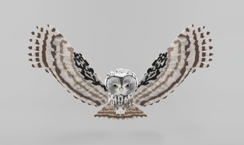 Model of an owl 猫头鹰