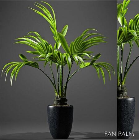 Plant Fan palm 2