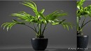 Plant Fan palm 2-缩略图