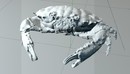 螃蟹 礁蟹C4D模型 Dark Finger Reef Crab-缩略图