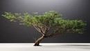 金合欢树3d模型Acacia Tree 3d Model-缩略图