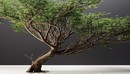 金合欢树3d模型Acacia Tree 3d Model-缩略图