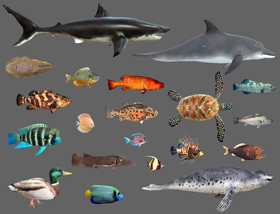 Cubebrush - Low poly Fish Collection Animated Pack 2
