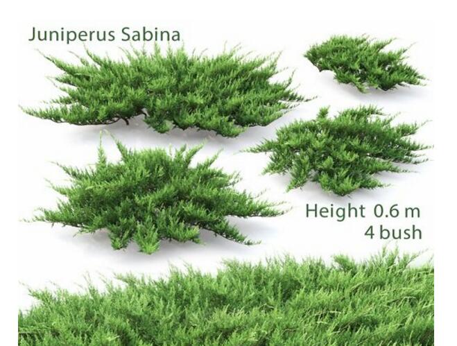 Juniperus Cossack