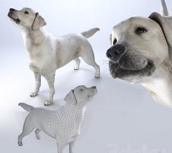 LOW labrodor 3d Model