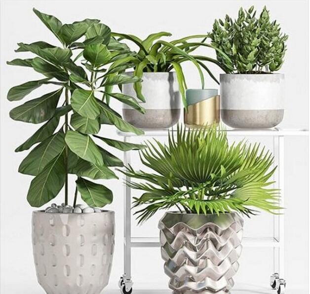 Plant set 53 3d Models MAX | TEX